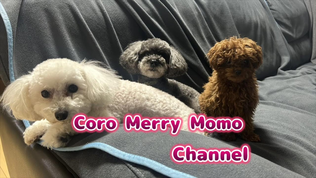 モモが来た日【犬のトイプードル】#ペット #犬 #トイプードル