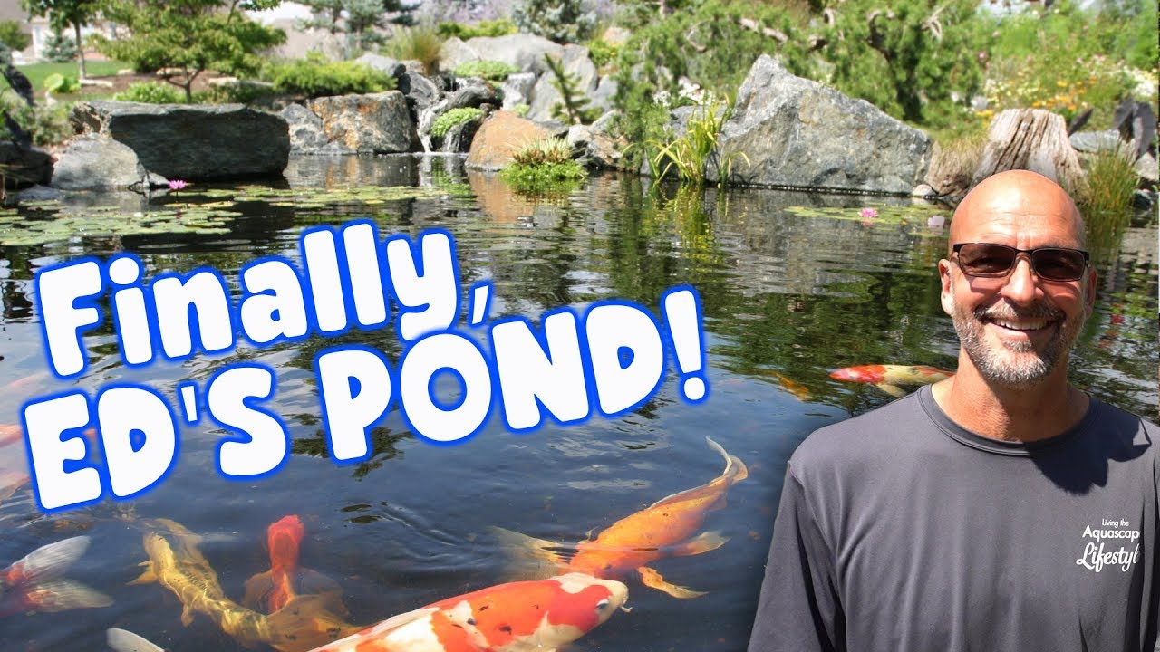 Design Philosophy for the ULTIMATE BACKYARD POND