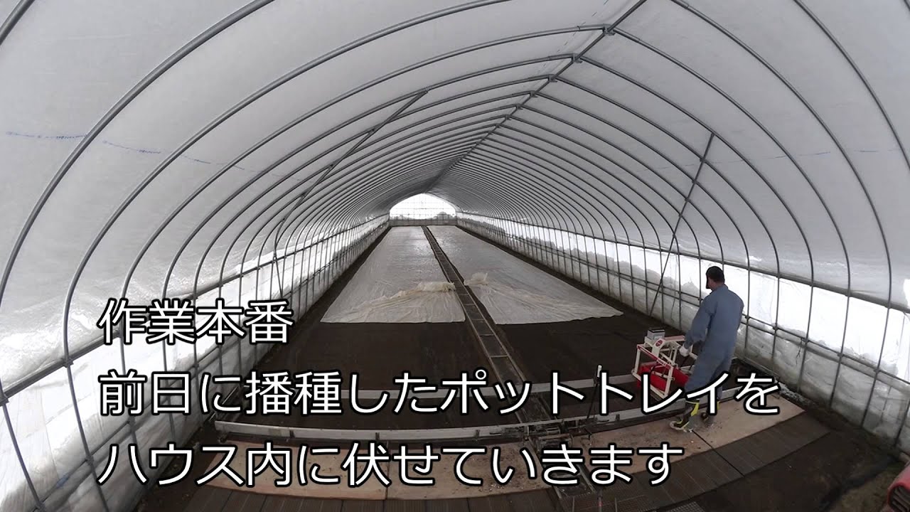 エコ・たまねぎ　播種作業