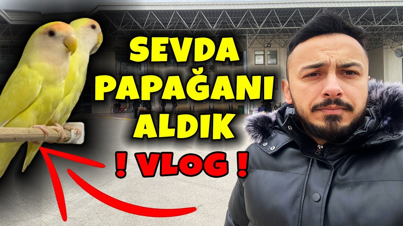 SABAHIN KÖRÜNDE SEVDA PAPAĞANI ALMAYA GİTTİK ! VLOG