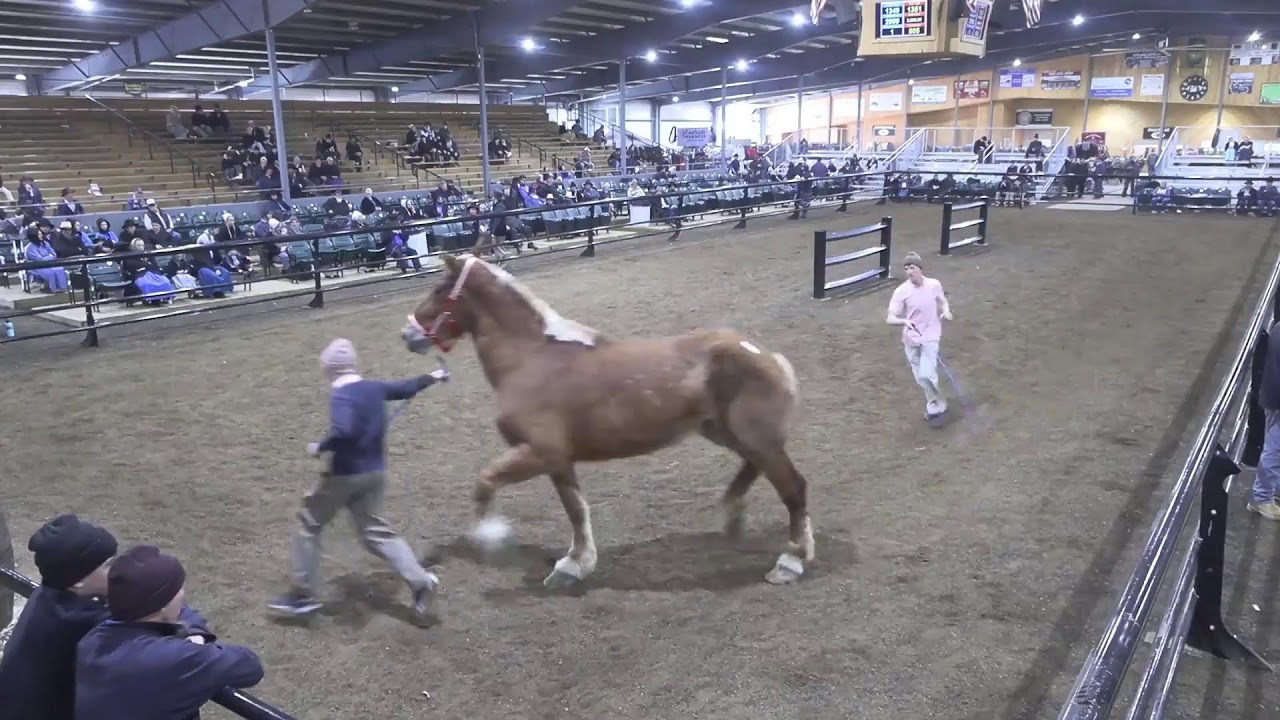 Topeka Livestock Auction Live Stream