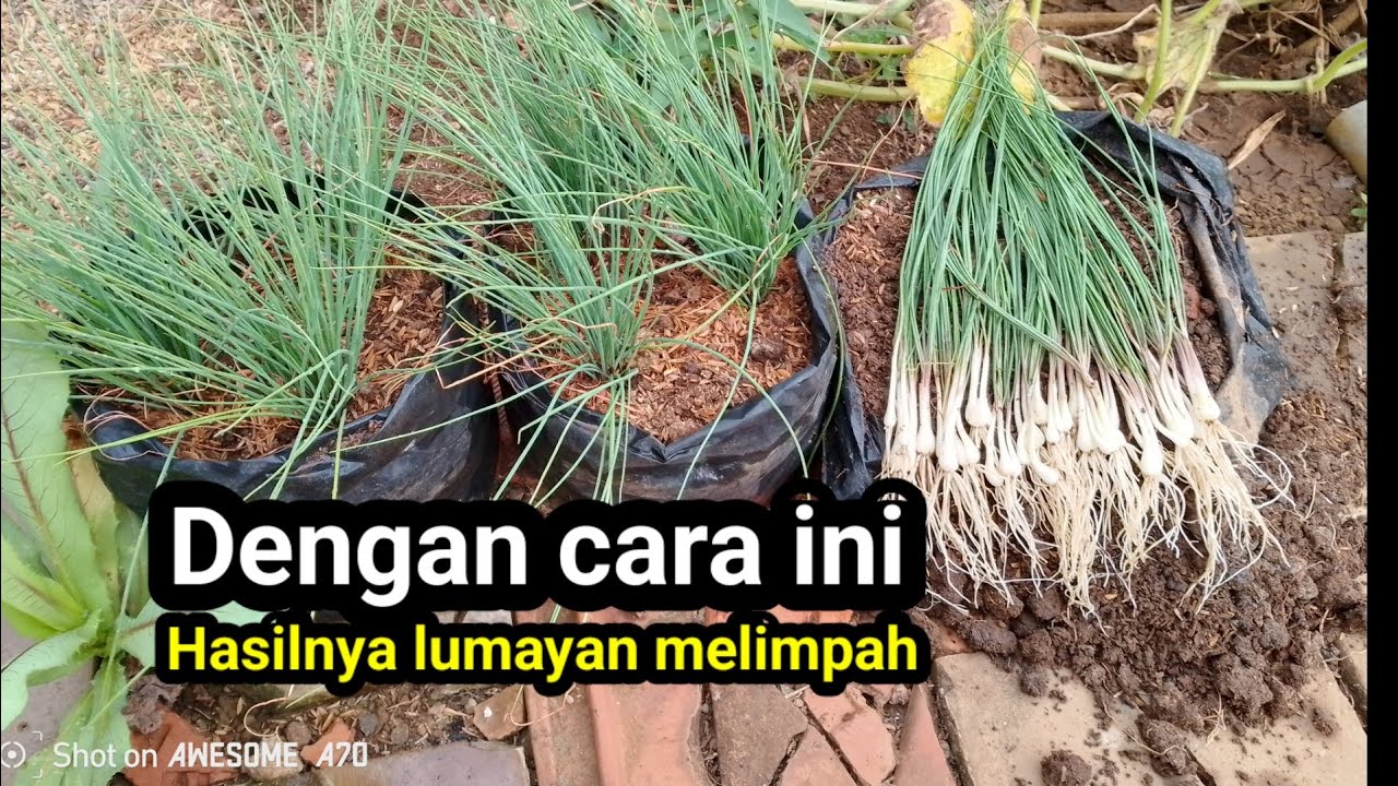 CARA MENANAM KUCAI DI POLYBAG || cara mudah menanam kucai terbaru
