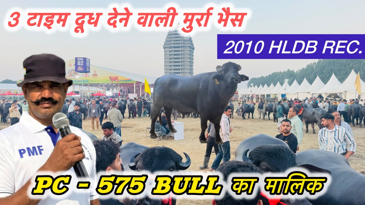 3 टाइम दूध देने वाली मुर्रा भैस | PC-575 BULL के मालिक से खास बातचीत | 2010 HLDB RECORD