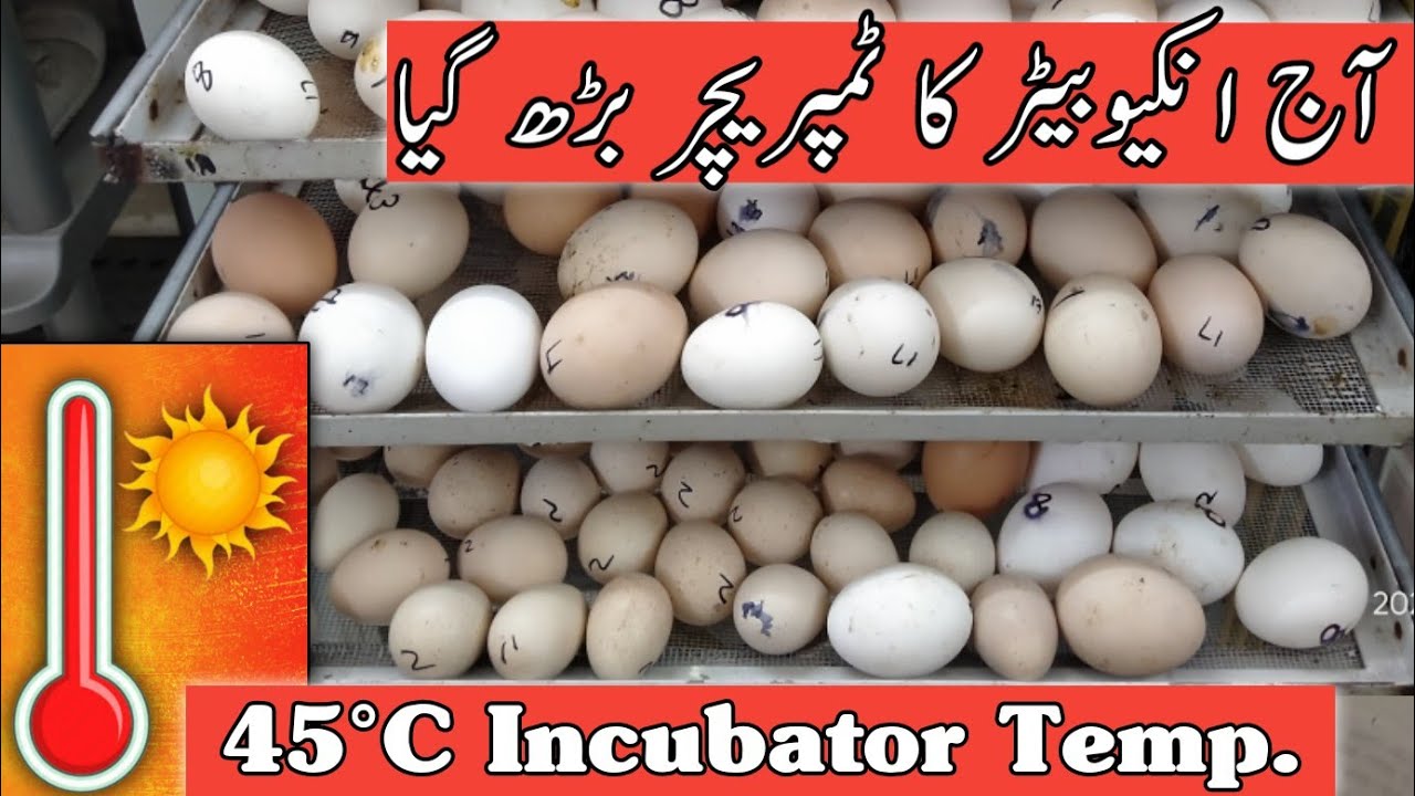 Very High Temperature in Incubator | Temperature Raised | Incubator In Summer