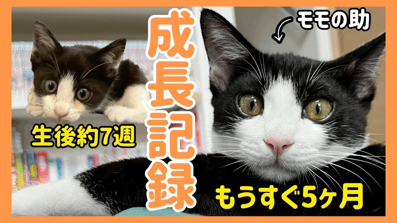 保健所から保護したハチワレ猫の3ヶ月間の成長記録【生後約7週〜5ヶ月】#子猫 #成長記録