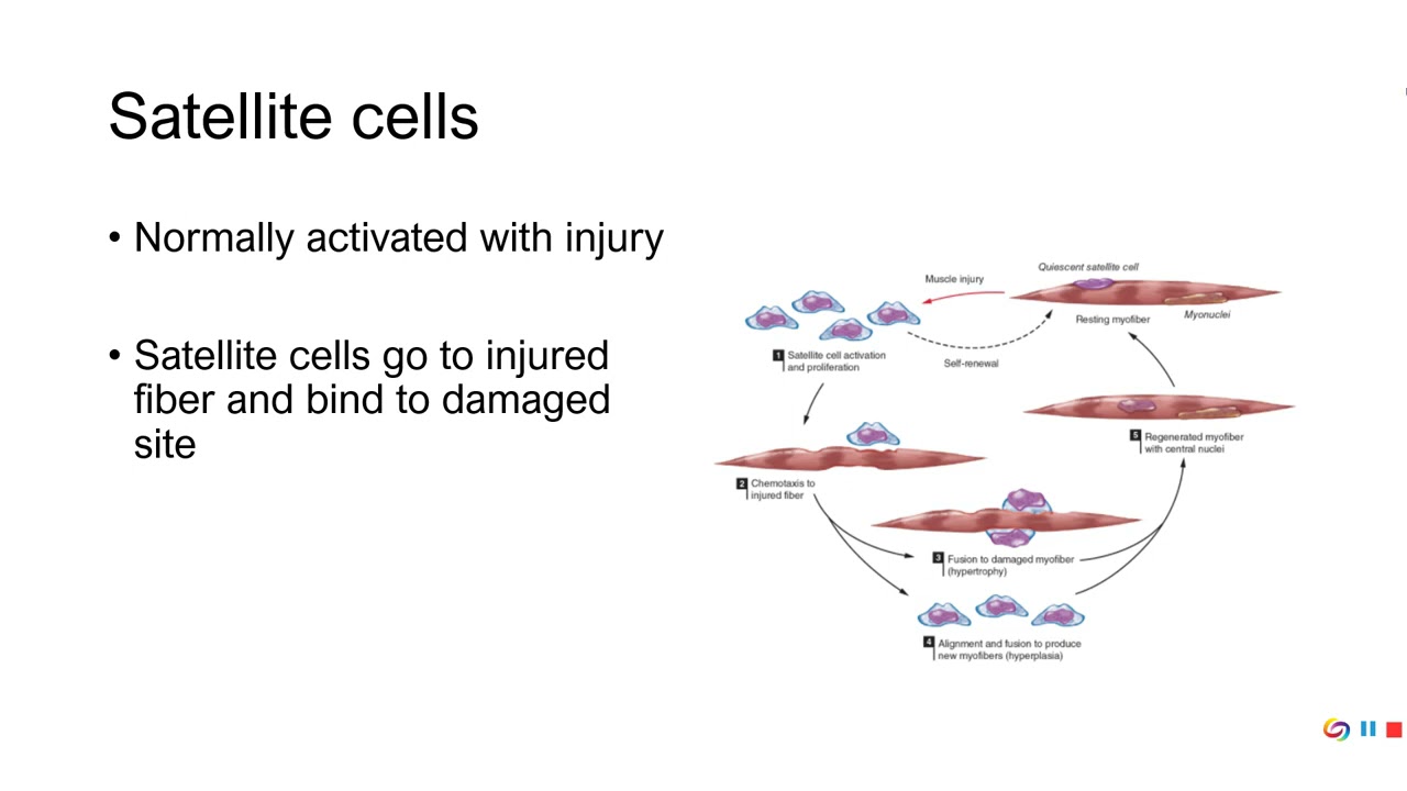 PE 381 - Lecture 12-2-1 - Muscular adaptations