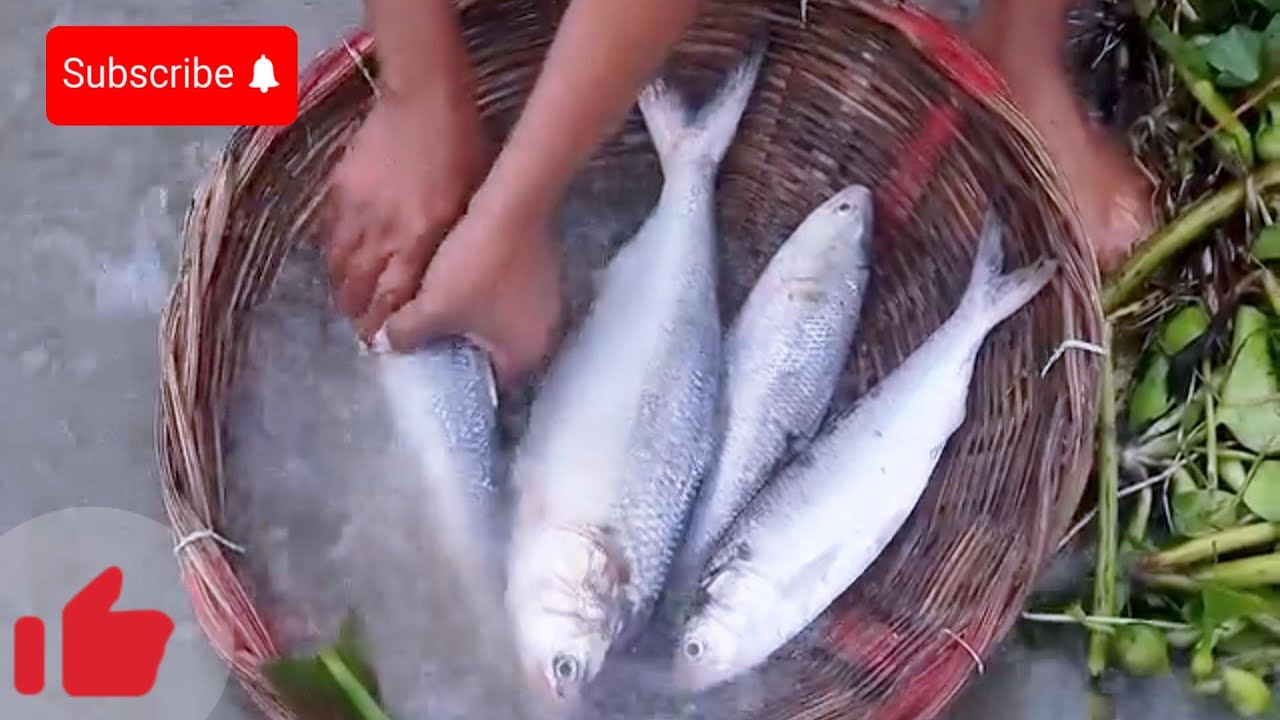 পদ্মার তাজা তাজা ইলিশ মাছ কত টাকা বিক্রি II Munzur Fish Vlog