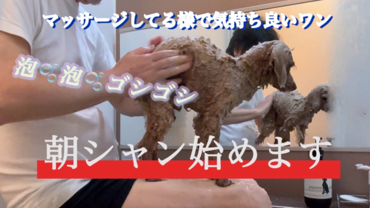 久しぶりのシャンプーだ