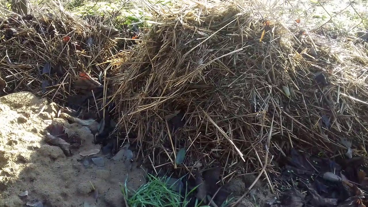 A szőlő fedése, takarása házikertben 2019