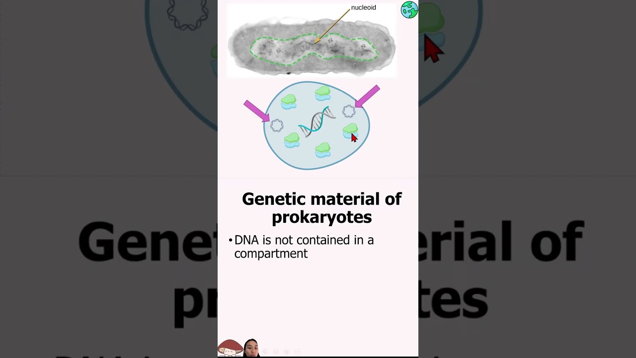 Prokaryotic Cells Mobile-Friendly
