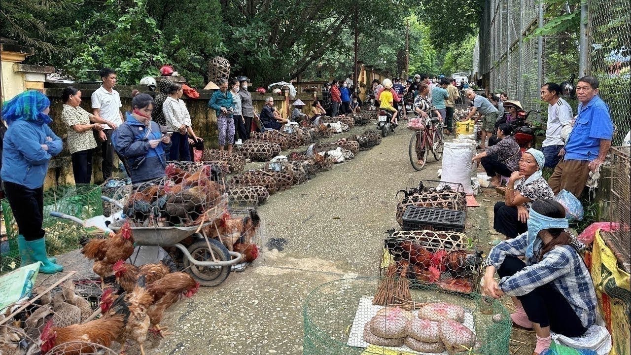 🔴 Trực tiếp: Chợ phiên Bắc Hà - Ngày Mưa Gió 04/01/2025 - Đồ rừng từ mọi nơi đổ ra chợ bán cực nhiều