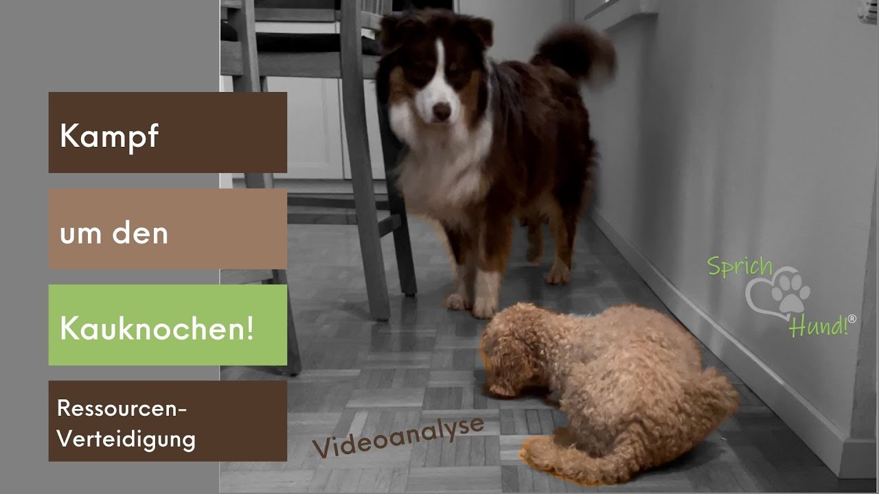 Der Kauknochen ist mir wichtig! Ressourcenverteidigung im Haus - zwei Hunde in der Interaktion!