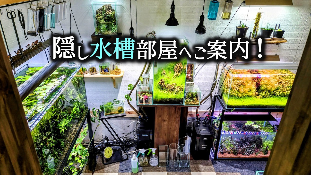 水槽部屋(秘密)へご案内！隠し扉のアクアリウムスペース！【ルームツアー】