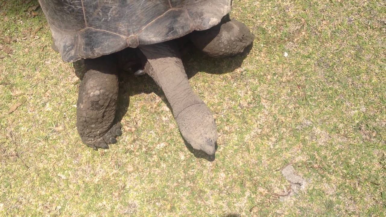 The Seychelles giant tortoise - Curieuse