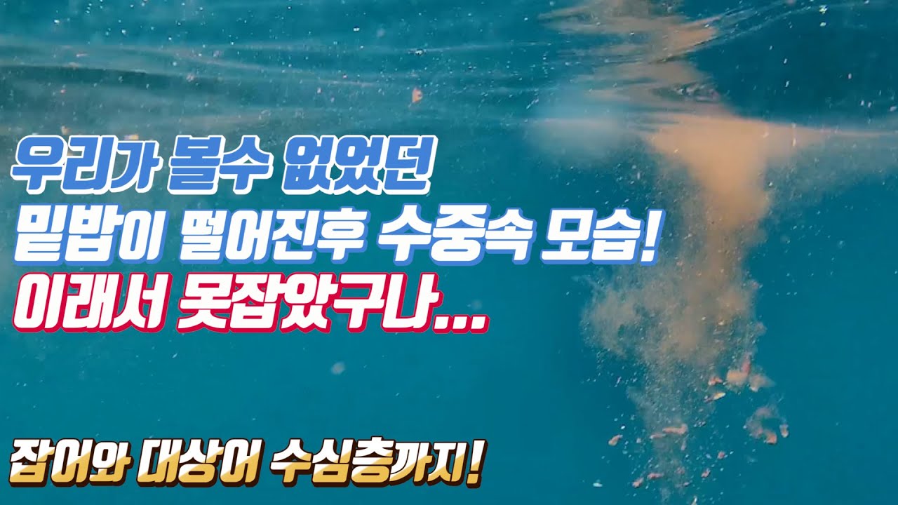 밑밥치며 열심히 낚시해도 미끼만 사라지던 이유! 수중속에서 확인해봤습니다. 물고기가 노는 수심층까지!