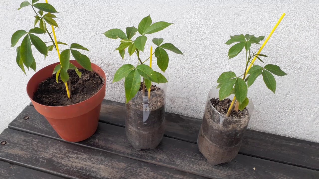 PALO BORRACHO o CEIBA SPECIOSA