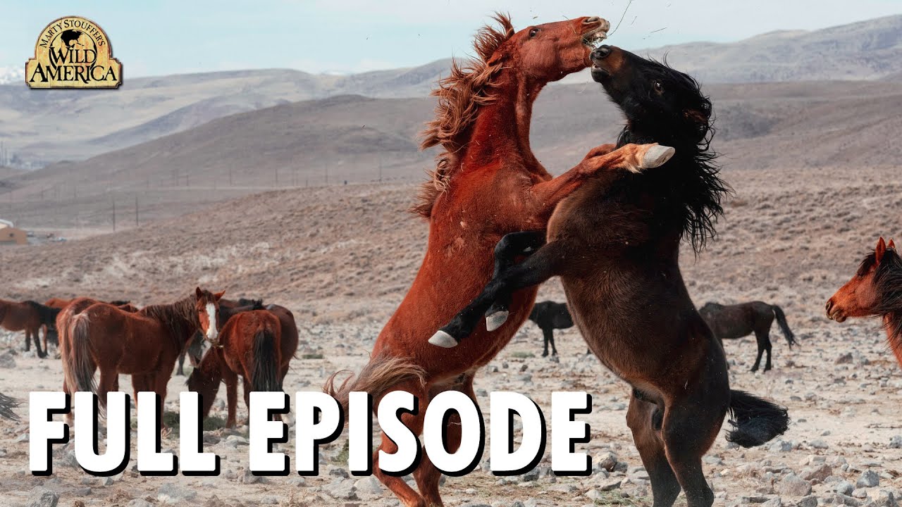 Wild America | S7 E10 'Year of the Mustang - Part 2' | Full Episode | FANGS
