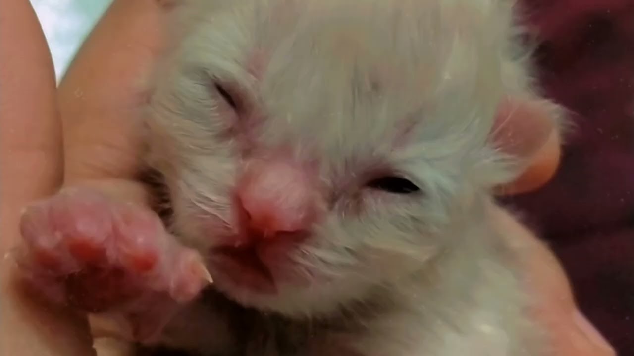 My fast video my cat delivery 