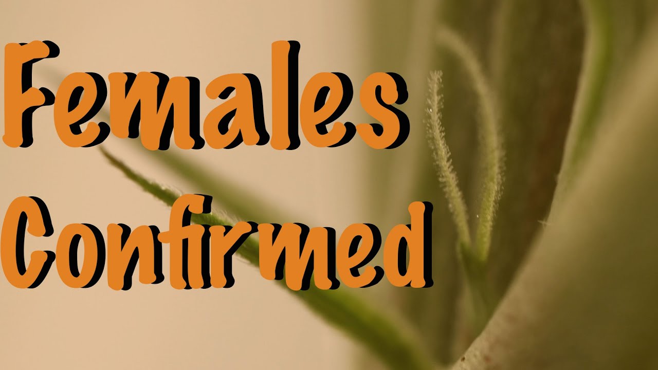 How To Tell If Your Weed Plant Is FEMALE!!!