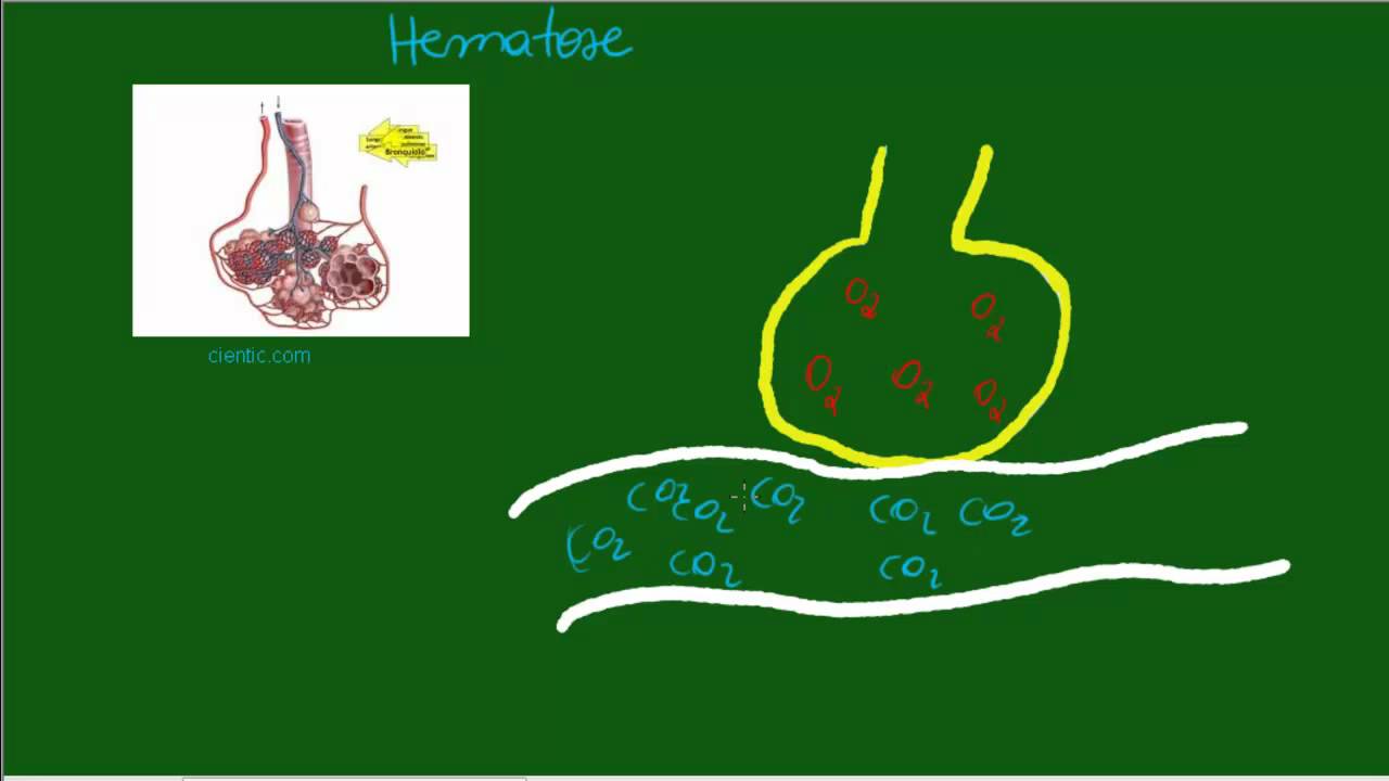 Sistema Respiratório - Trocas Gasosas