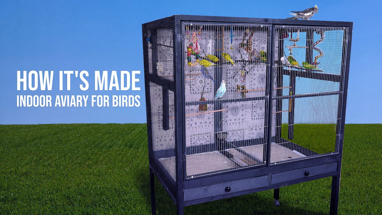 Building an Indoor Aviary for My Budgies (and why you should too)