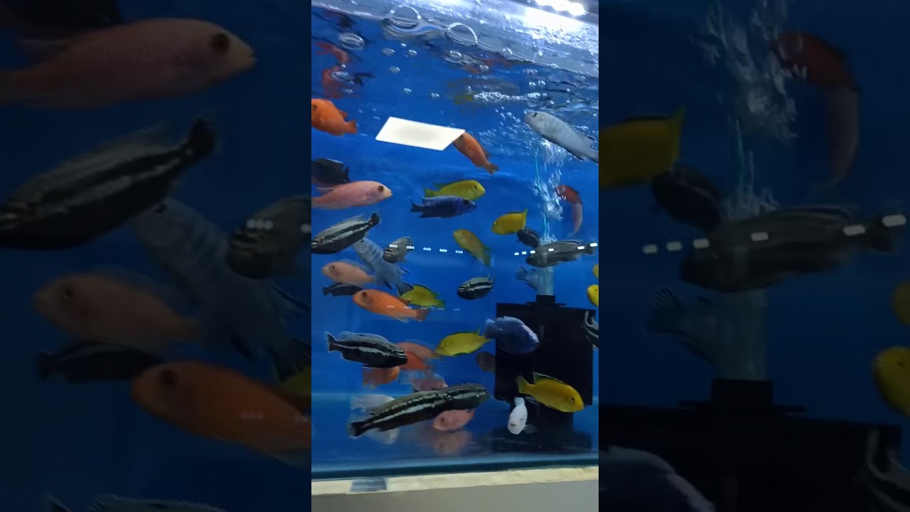 CİKLET BALIĞI &Ccedil;EŞİTLERİ KONYA RENG&Acirc;RENK G&Ouml;RSEL DAMIZLIK CİKLETLER. FAMİLYA PETSHOP