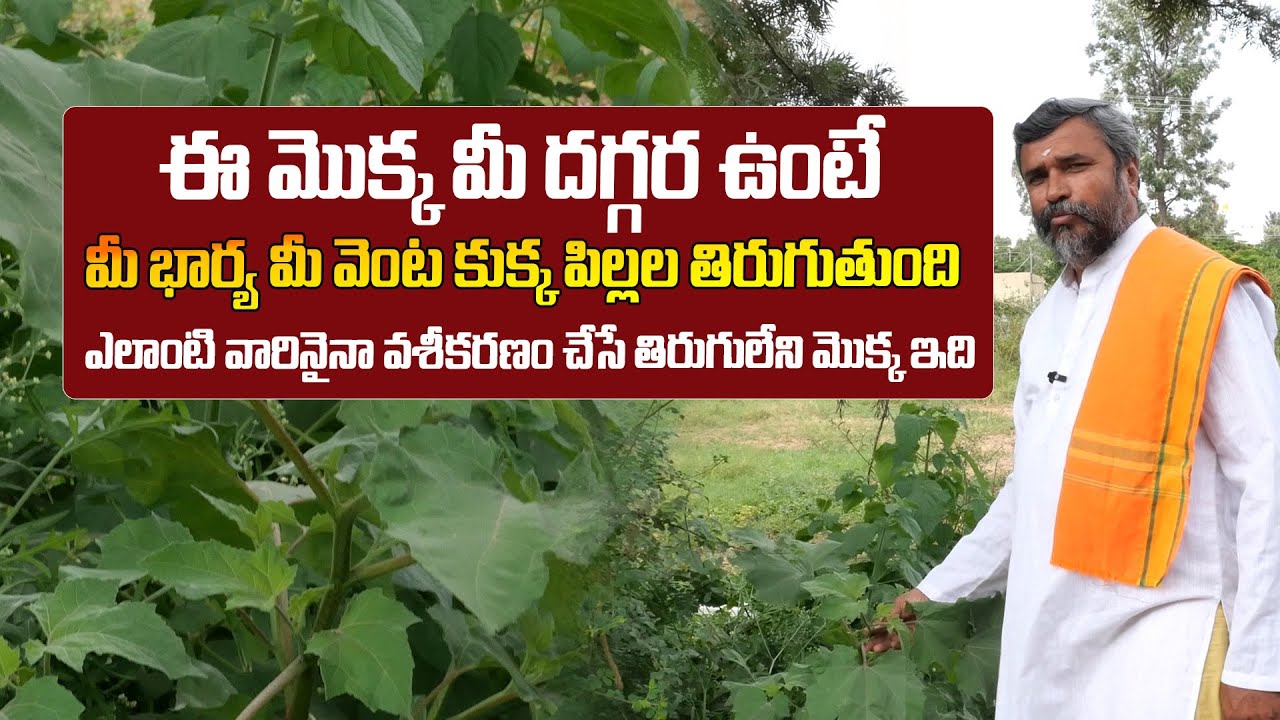 Most Powerful Vashikaran Plant in telugu