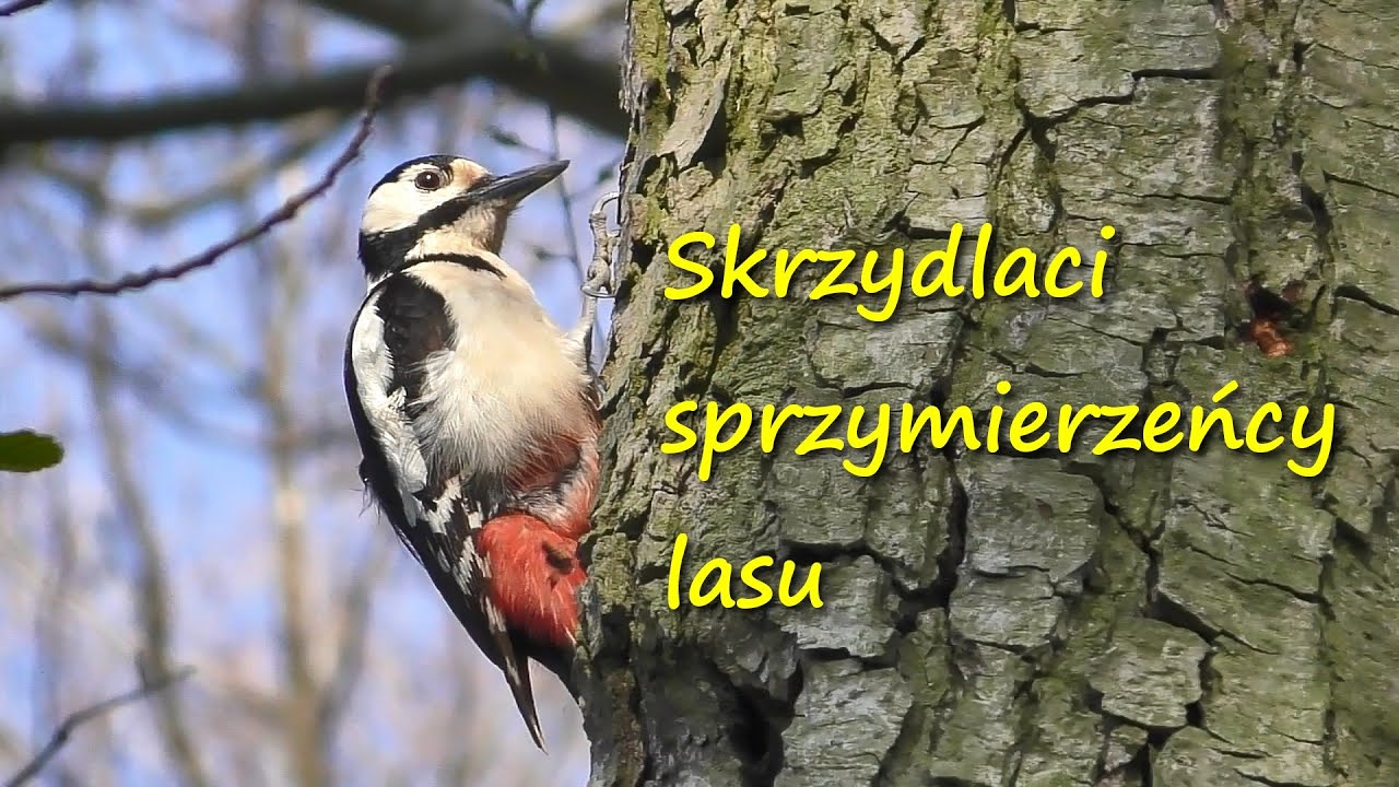 Skrzydlaci sprzymierzeńcy lasu (FILM PRZYRODNICZY)