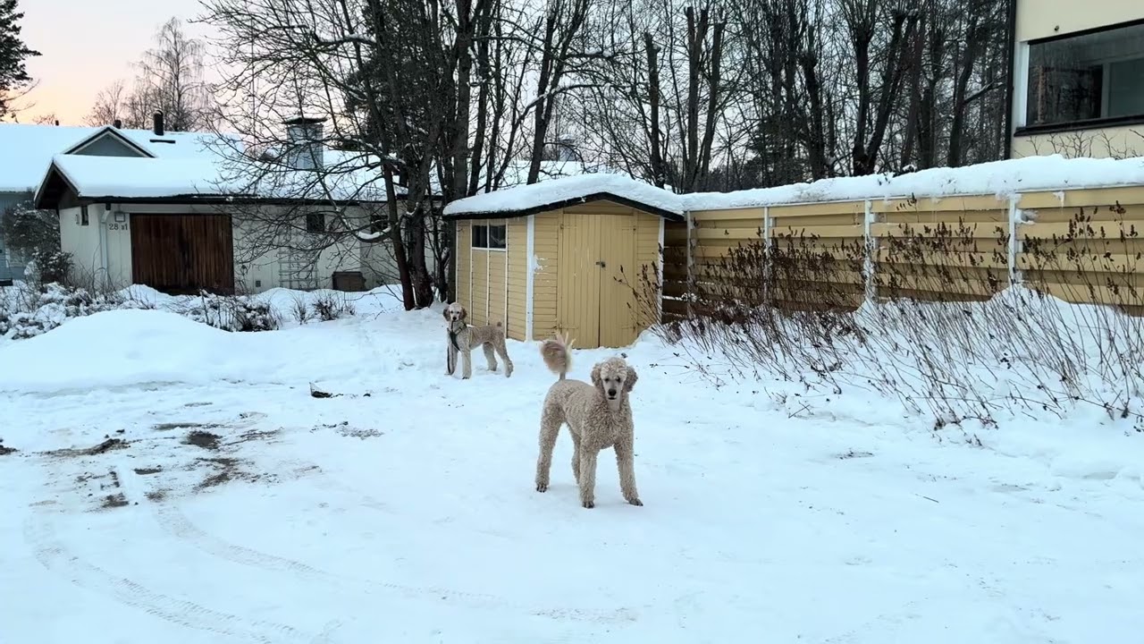 Standard poodle aka prancing pony 😅