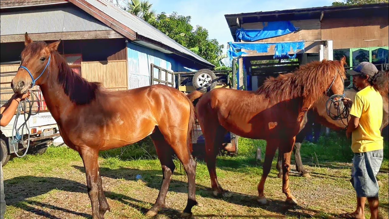UNLOADING LARGE HORSES TO BE SOLD AT THE HORSE MARKET.