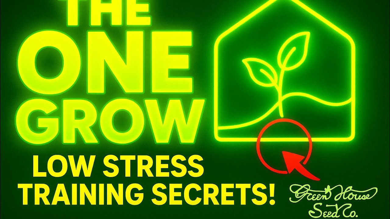 LST Guide: How to Train Your Plants for Maximum Buds
