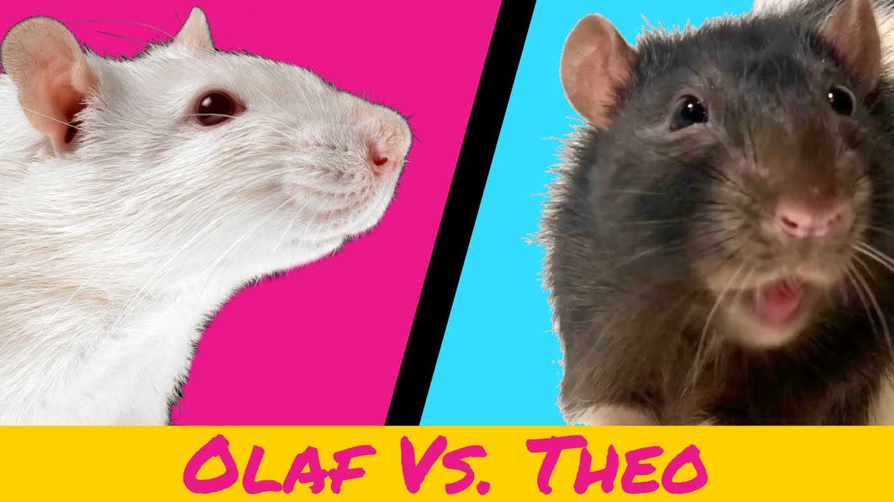 Rat Obstacle Course - Episode 1
