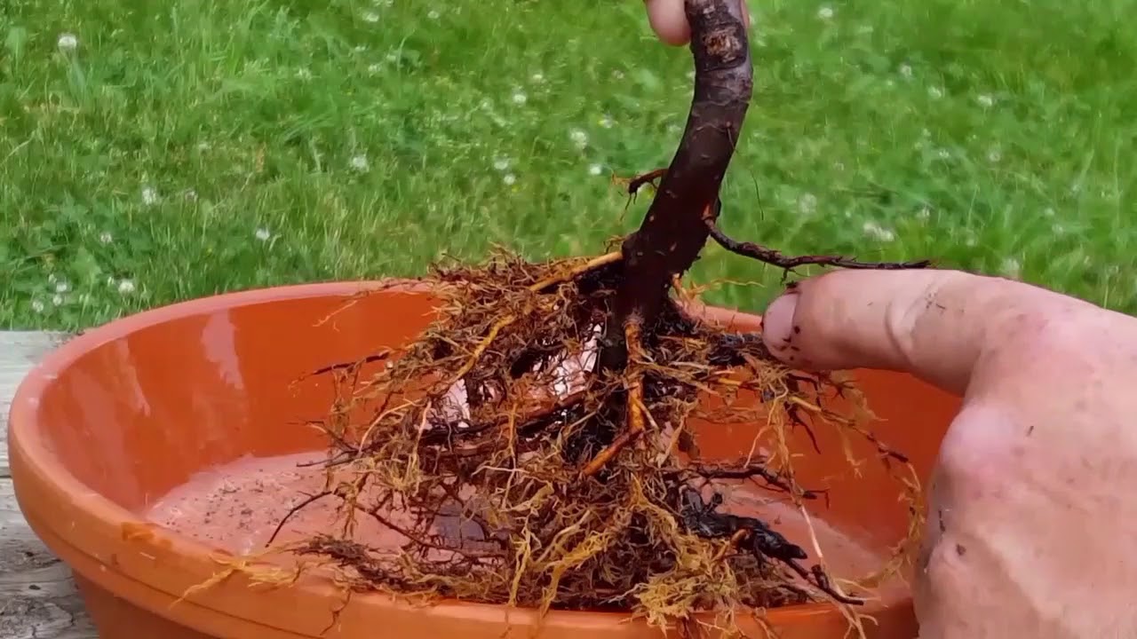Apple Bonsai Re potting
