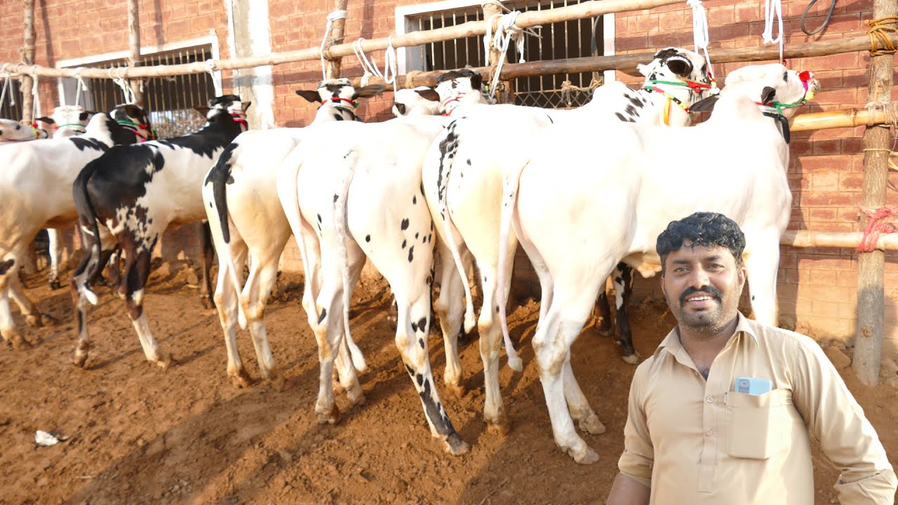 Today Domail Mandi Fatehjang Rate’s update 02Feb-2024-Part01Sunny Video Fateh Jang دومیل منڈی کے ریٹ