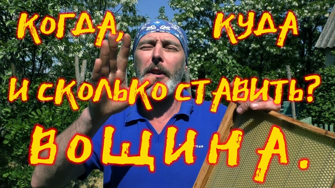 ВОЩИНА. КОГДА, КУДА И СКОЛЬКО СТАВИТЬ.