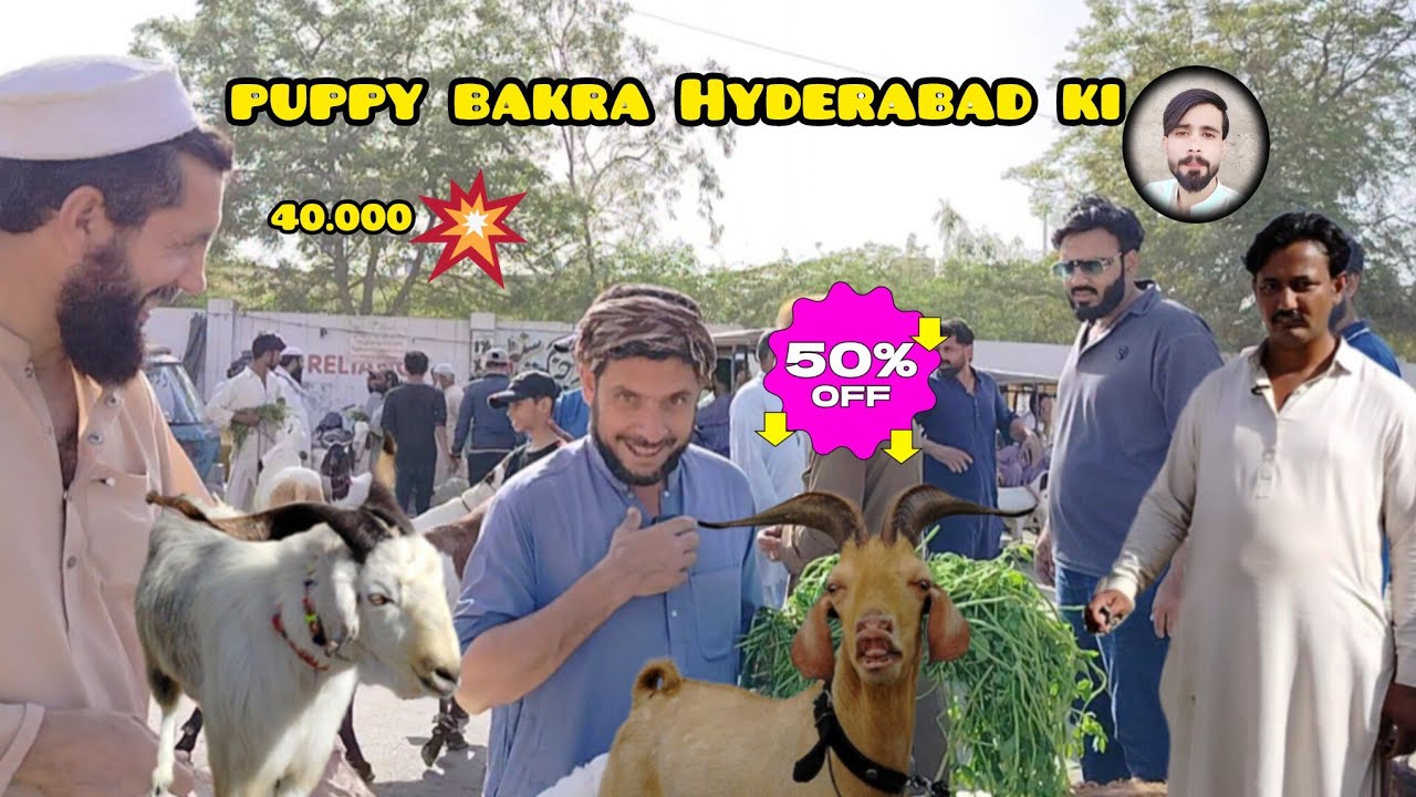  Lalukhet Bakra Mandi 25 Ramzan March 15 2026 full point Panda dumba current update & Karachi Mandi