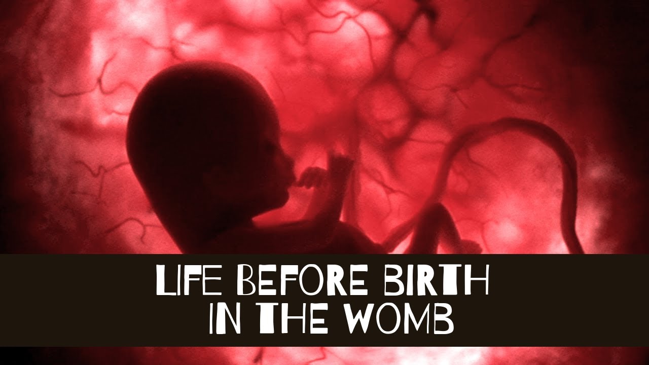 Life Before Birth - In the Womb - BabyChakra