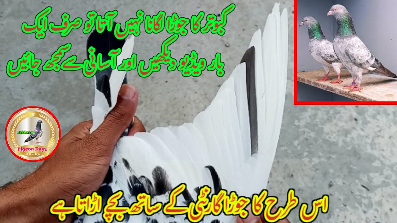 Best High Flyer Pigeon Ka Jora laganay Ka Tarika | Pigeon Day1