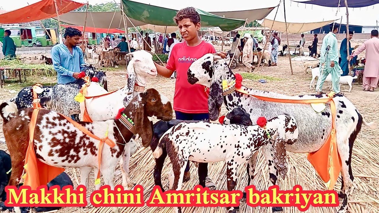 Lahore Mandi | Amritsar bakriyan aur makkhi chini bakriyan dudhwali aur bacchon wali bakriyan 2 July