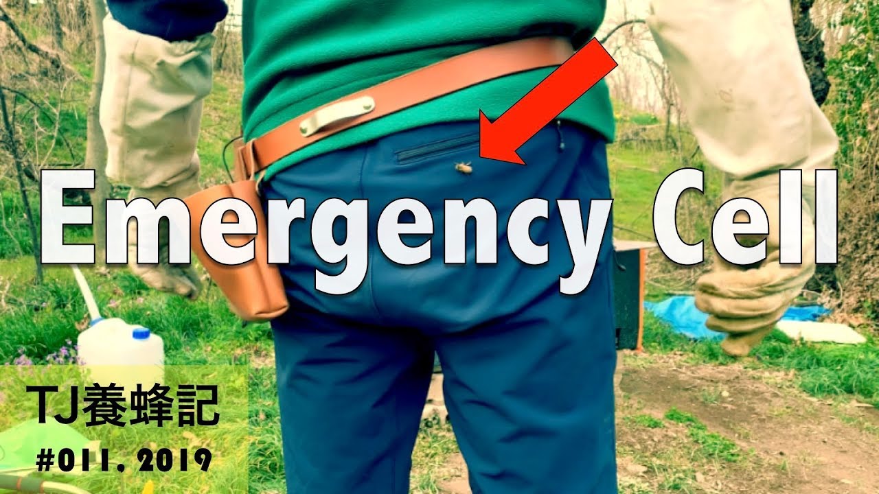続・女王喪失？ 変成王台を探せ 4月 (Emergency Cell)