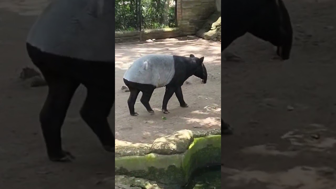 BANDUNG ZOO #bandung#jalanjalan