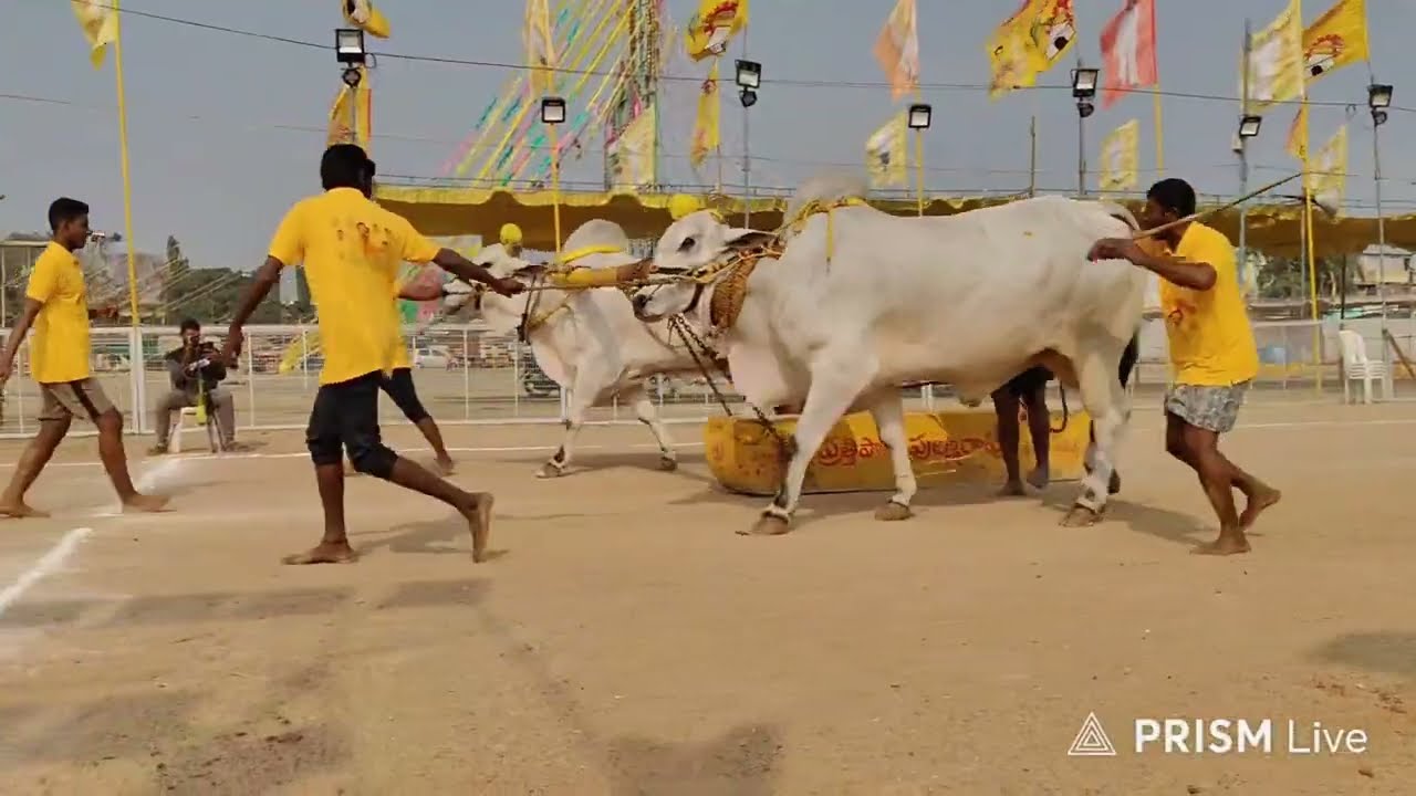 చిలకలూరిపేట టౌన్||న్యూ క్యాటగిరి విభాగం 13వ జత కాకా బుల్స్ 20-1-2026💥💥