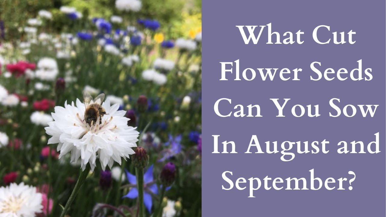 Cool Flowers | Cut Flower, Hardy Annual Seeds To Sow In August And September