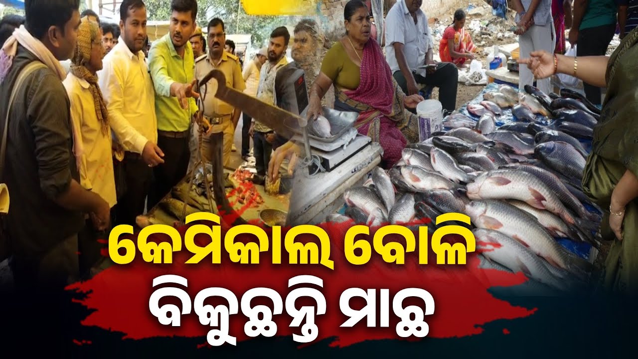 ପଦାରେ ପଡ଼ିଲା ଅସାଧୁ ବ୍ୟବସାୟୀଙ୍କ କଳା କାରନାମା, ମାଛରେ ମିଶାଉଛନ୍ତି କେମିକାଲ || Knews Odisha