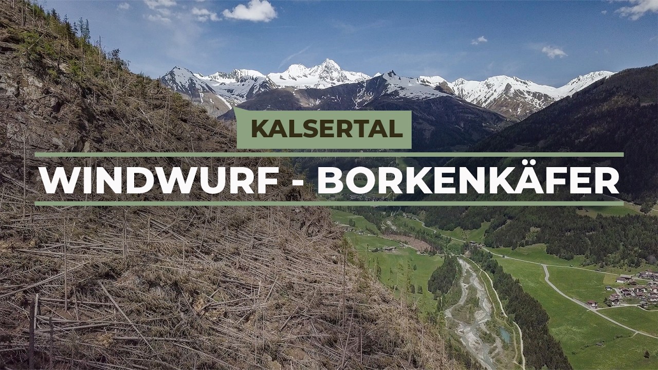 Vom Windwurf bis zum Borkenkäfer - Kalsertal