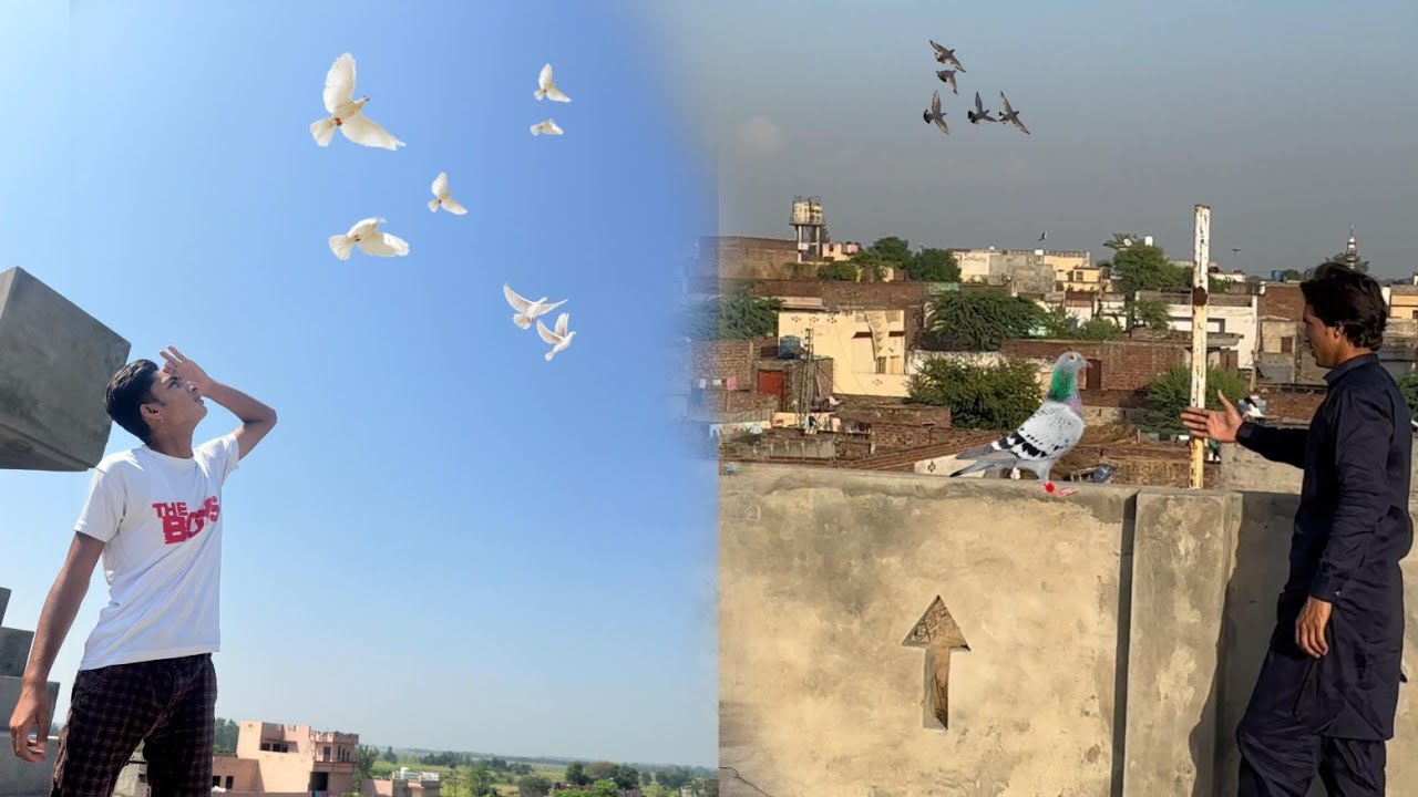 Aj Kabooter Ki Bazi Ho rahi a Or Both Kabooter Pakra Aj