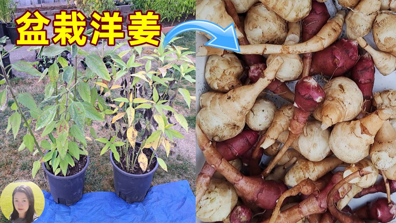 Potted Sunchocks🌻盆栽洋姜, 省地省力省心, 菊芋/鬼子姜