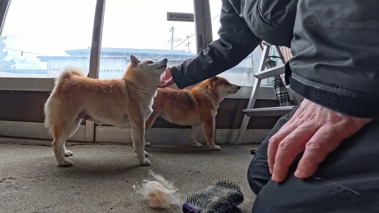 茶の間出禁の換毛期モモさんを毟ると巻き添えを食うのではと息を殺して居るココさん