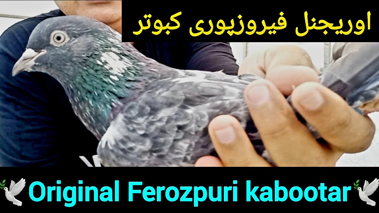 Ferozpuri kabootar | original Ferozpuri kabutar | Ferozpuri pigeon breed