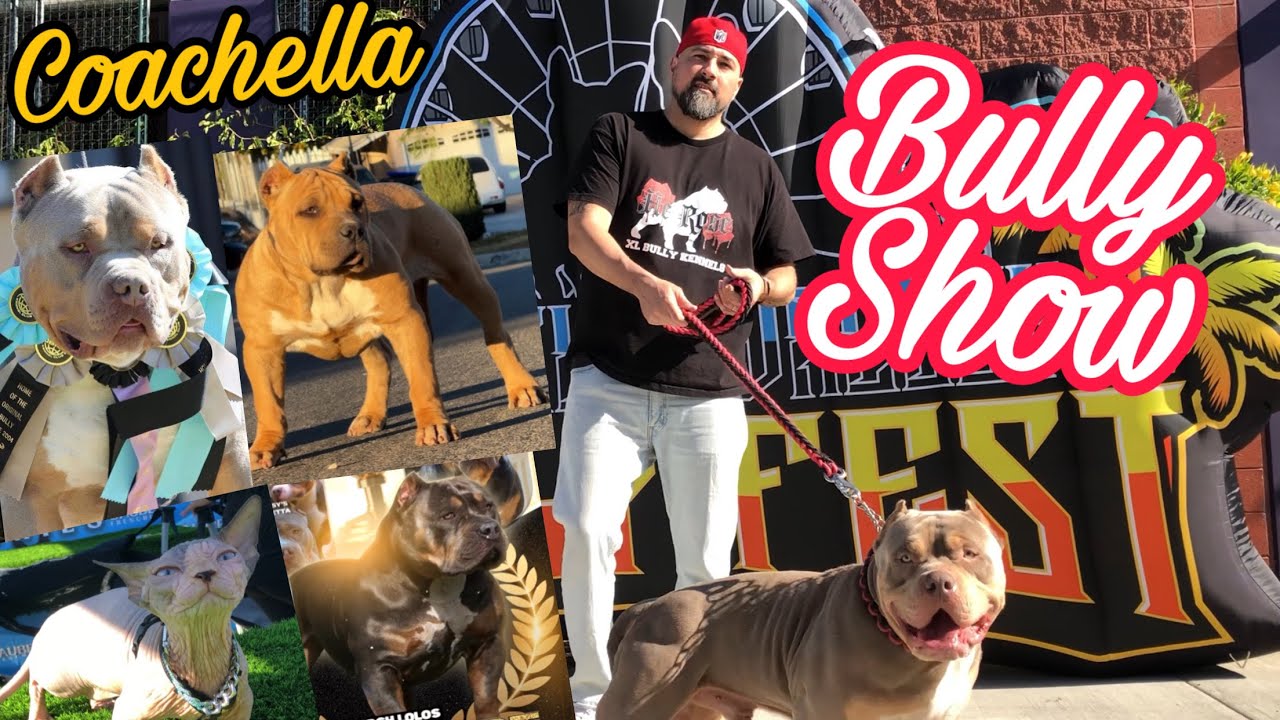 2024 Coachella Valley Bully Fest | HeRose Kennels
